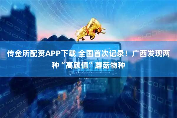 传金所配资APP下载 全国首次记录！广西发现两种“高颜值”蘑菇物种